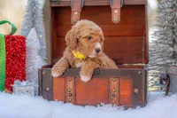 Bella, a female Goldendoodle for sale in Waco, TX – Photo 6 of 8