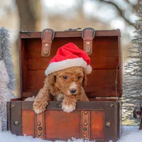 Bella, a female Goldendoodle for sale in Waco, TX – Photo 7 of 8