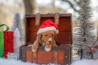 Bella, a female Goldendoodle for sale in Waco, TX – Photo 7 of 8