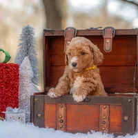 Bella, a female Goldendoodle for sale in Waco, TX – Photo 5 of 8