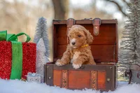 Bella, a female Goldendoodle for sale in Waco, TX – Photo 5 of 8