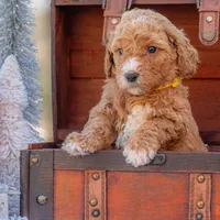 Bella, a female Goldendoodle for sale in Waco, TX – Photo 1 of 8