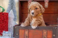 Bella, a female Goldendoodle for sale in Waco, TX – Photo 1 of 8
