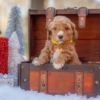 Bella, a female Goldendoodle for sale in Waco, TX – Photo 4 of 8