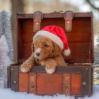 Bella, a female Goldendoodle for sale in Waco, TX – Photo 2 of 8