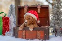 Bella, a female Goldendoodle for sale in Waco, TX – Photo 2 of 8