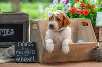 Buck, a male Goldendoodle for sale in Waco, TX – 2 of 4