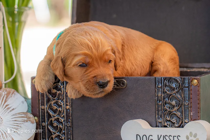 Artie – Goldendoodle puppy for sale in Waco, TX
