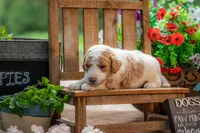 Benny, a male Goldendoodle for sale in Waco, TX – 5 of 6