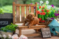 Lilly, a female Goldendoodle for sale in Waco, TX – 4 of 7
