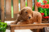 Colt, a male Goldendoodle for sale in Waco, TX – 4 of 10