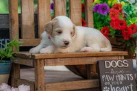 Bonnie, a female Goldendoodle for sale in Waco, TX – 7 of 10