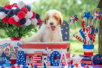 Rusty, a male Goldendoodle for sale in Waco, TX – 7 of 10