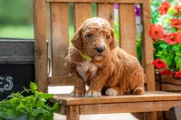 Teddy, a male Goldendoodle for sale in Waco, TX – 10 of 10