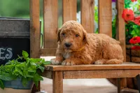 Scarlet, a female Goldendoodle for sale in Waco, TX – 8 of 8