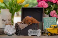 Sam, a male Goldendoodle for sale in Waco, TX – 1 of 5