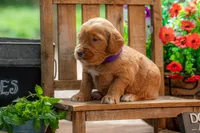 Royal, a male Goldendoodle for sale in Waco, TX – 9 of 9