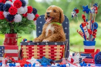 Teddy, a male Goldendoodle for sale in Waco, TX – 2 of 10
