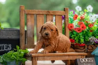 Poppie, a female Goldendoodle for sale in Waco, TX – 2 of 9