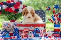 Rusty, a male Goldendoodle for sale in Waco, TX – 8 of 10