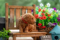 Poppie, a female Goldendoodle for sale in Waco, TX – 4 of 9