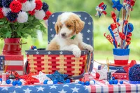 Benny, a male Goldendoodle for sale in Waco, TX – 2 of 10