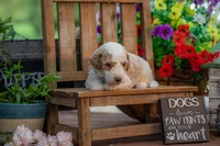 Sterling, a male Goldendoodle for sale in Waco, TX – 9 of 10