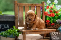Royal, a male Goldendoodle for sale in Waco, TX – 7 of 9