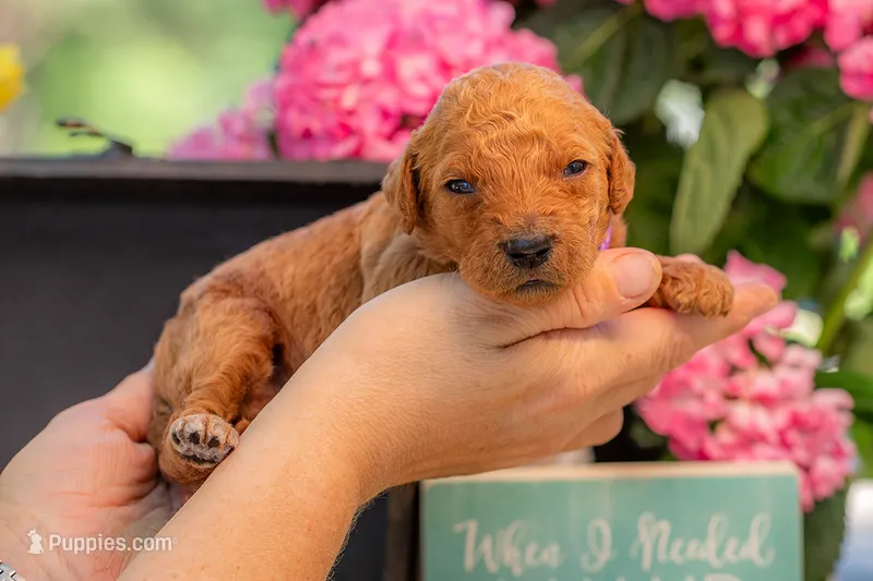 Baron – Goldendoodle puppy for sale in Waco, TX