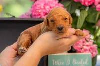 Baron, a male Goldendoodle for sale in Waco, TX – 1 of 3