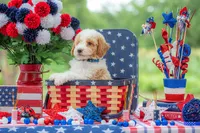 Sterling, a male Goldendoodle for sale in Waco, TX – 4 of 10