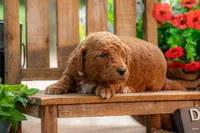 Lilly, a female Goldendoodle for sale in Waco, TX – 2 of 7