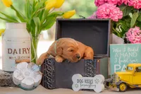 Artie, a male Goldendoodle for sale in Waco, TX – 3 of 7
