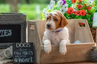 Buck, a male Goldendoodle for sale in Waco, TX – 3 of 4