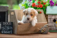 Willow, a female Goldendoodle for sale in Waco, TX – 5 of 10