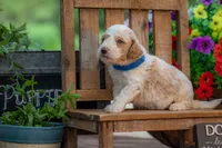 Sterling, a male Goldendoodle for sale in Waco, TX – 5 of 10