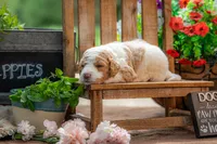 Benny, a male Goldendoodle for sale in Waco, TX – 4 of 6
