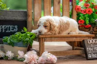 Benny, a male Goldendoodle for sale in Waco, TX – 2 of 6