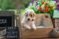 Toby, a male Goldendoodle for sale in Waco, TX – 2 of 7