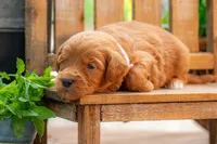 Sammie, a female Goldendoodle for sale in Waco, TX – 2 of 9