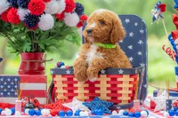 Teddy, a male Goldendoodle for sale in Waco, TX – 3 of 10