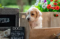 Willow, a female Goldendoodle for sale in Waco, TX – 8 of 10