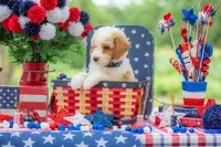 Sterling, a male Goldendoodle for sale in Waco, TX – 9 of 10