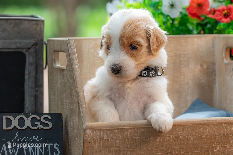 Toby – Goldendoodle puppy for sale in Waco, TX
