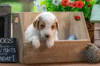 Blue, a male Goldendoodle for sale in Waco, TX – 4 of 8