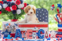 Henry, a male Goldendoodle for sale in Waco, TX – 2 of 10