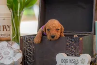 Baron, a male Goldendoodle for sale in Waco, TX – 3 of 3