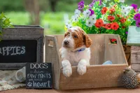 Buck, a male Goldendoodle for sale in Waco, TX – 4 of 4