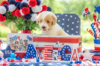 Toby, a male Goldendoodle for sale in Waco, TX – 5 of 10