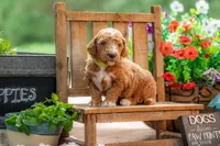 Teddy, a male Goldendoodle for sale in Waco, TX – 9 of 10